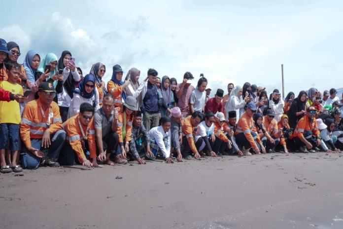 Dukung Keanekaragaman Hayati, Agincourt Lepas 1000 Tukik di Pantai Barat Muara Opu