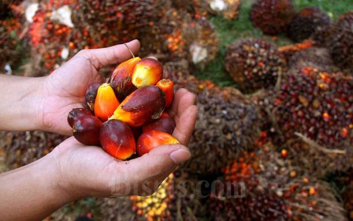 Masih Cari Tersangka, Kejagung Tegaskan Kasus Korupsi BPDPKS Masih Berjalan!