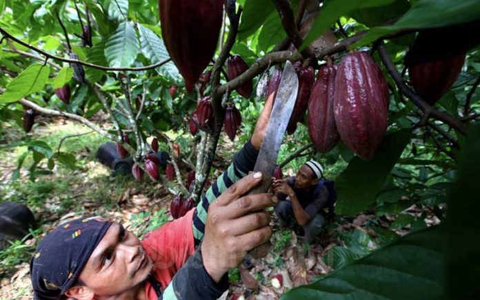 Nilai Tukar Petani Desember 2023 Naik 0,88%, Hortikultura Tertinggi