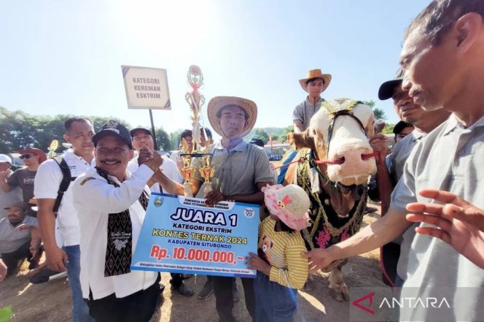 Kontes Ternak di Situbondo, Sapi Berbobot 1,136 Ton Juara