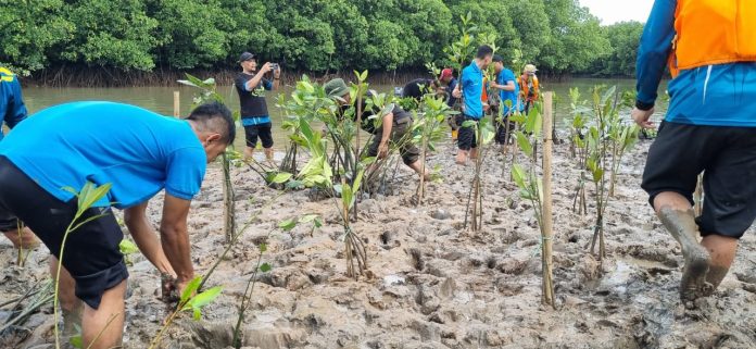 Jaga Kelestarian Lingkungan, PLN Batam Tanam 1.000 Pohon Mangrove di Pantai Nongsa - insightkepri.com