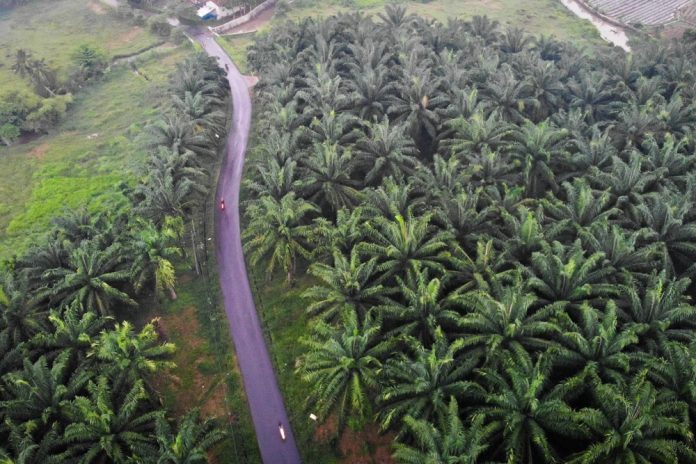 Berdampak ke Sawit Rakyat, WSN Minta Perpres Penertiban Kawasan Hutan Ditinjau Ulang