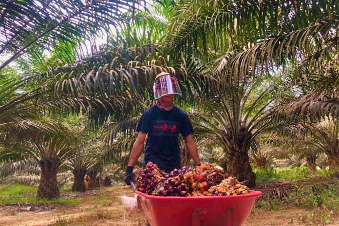 Jelang Imlek, Harga TBS Sawit di Sumut Turun jadi Rp3.372/Kg