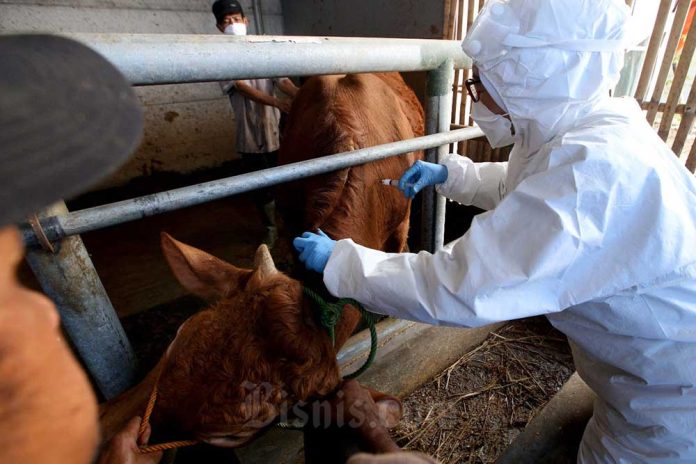 Kementan Pastikan Wabah PMK Tak Ganggu Program Makan Bergizi Gratis