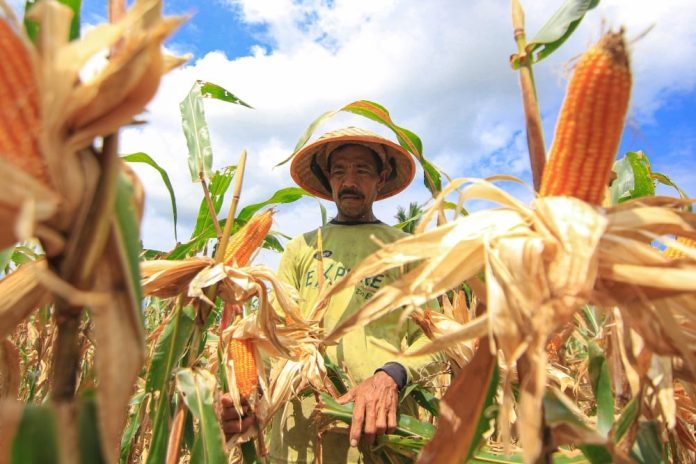 Polda Riau Panen Raya 156,64 Ton Jagung, Hasilnya Dijual untuk Pakan Ternak Sumbar