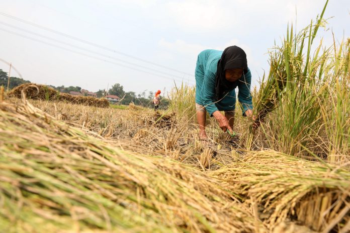 Kadin Soroti Anjloknya Harga Beras Dunia, Petani RI Terdampak?