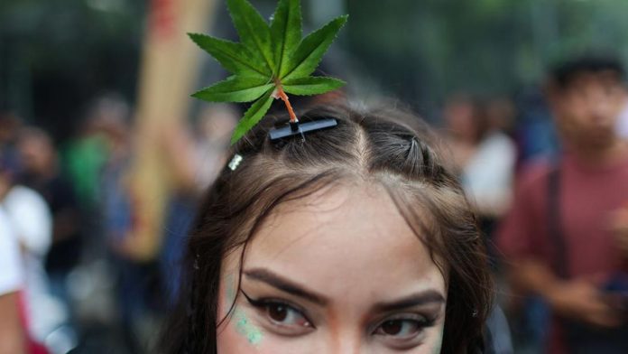 Trump Lagi Pikir-pikir untuk Longgarkan Aturan Ganja