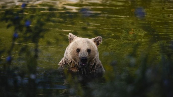 Perempuan Tewas Diserang Beruang di Jepang, Ada Korban Hilang